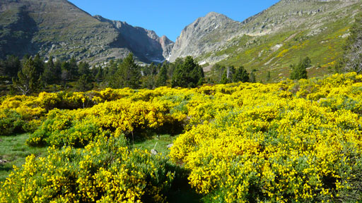 Vue sur le pic de canigou depuis un champ de genêts non loin du camping